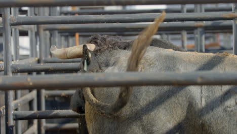 a rank bull kicks up dirt behind metal chute bars in dallas, texas