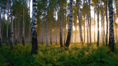 sunrise in a misty birch forest