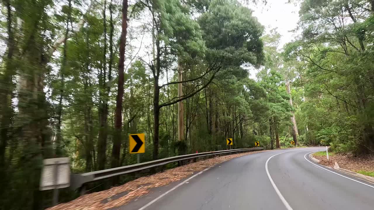 A serene drive along a winding road through dense forest, captured in natural daylight with smooth camera movement