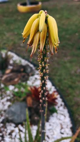 close-up of an aloe vera flower