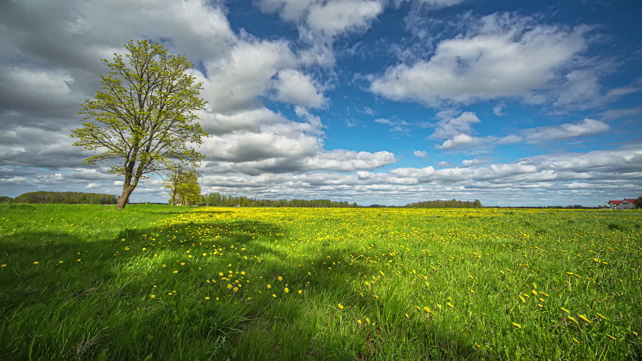 꽃 유채 바이오 연료 소스 taraxacum timelapse