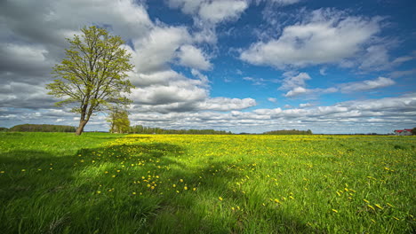 Fuente-De-Biocombustible-De-Colza-Florida-Taraxacum-Timelapse