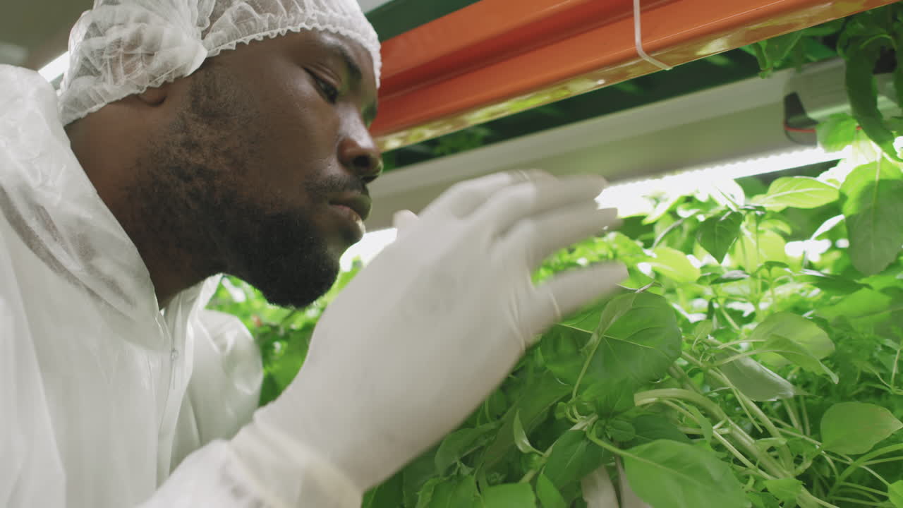 African Agroengineer Smelling Fresh Plants