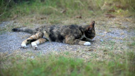 homeless cat on the ground in park