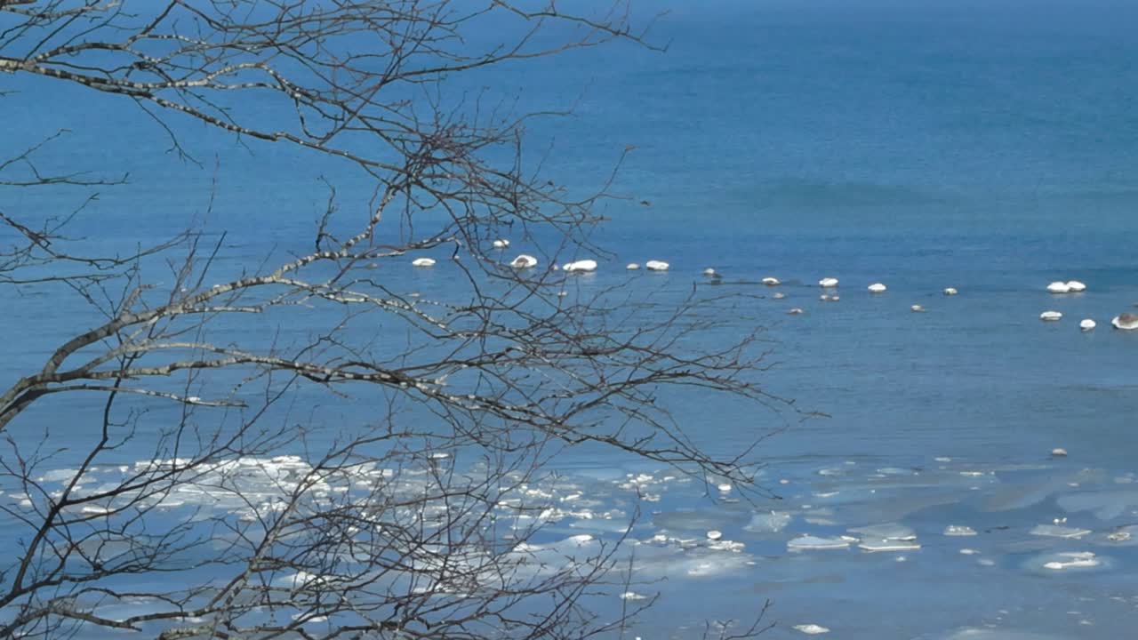 Left to right panning footage of blue cold Baltic sea water that has White snow and ice on it during a winter day. Viewed from high altitude Tabasalu bank cliff while some tree branches in foreground.