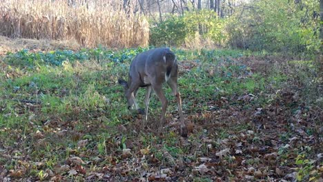 El-Venado-De-Cola-Blanca-Camina-A-Través-De-Una-Parcela-De-Comida-Al-Borde-Del-Bosque,-Cerca-De-Un-Campo-De-Maíz-Listo-Para-Cosechar-En-El-Medio-Oeste-A-Principios-De-Otoño