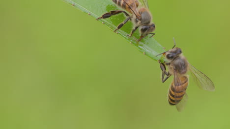 indian honey bees gather and jostle to sip dew from a leaf in the chilly morning of the winter season