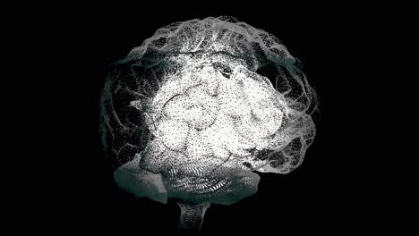 modelo 3d del cerebro humano