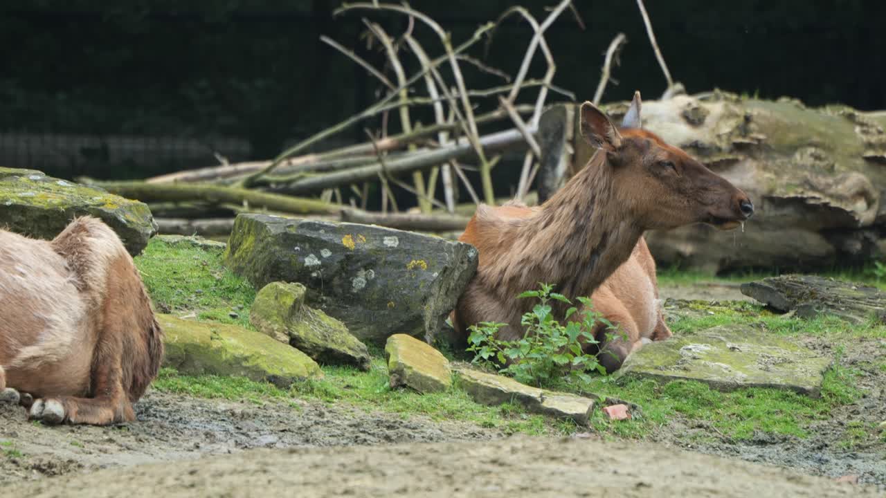 사 이 낮 에 야외 에 있는 잔디  이 있고 바위 가 있는 곳 에서 휴식 하고 있다