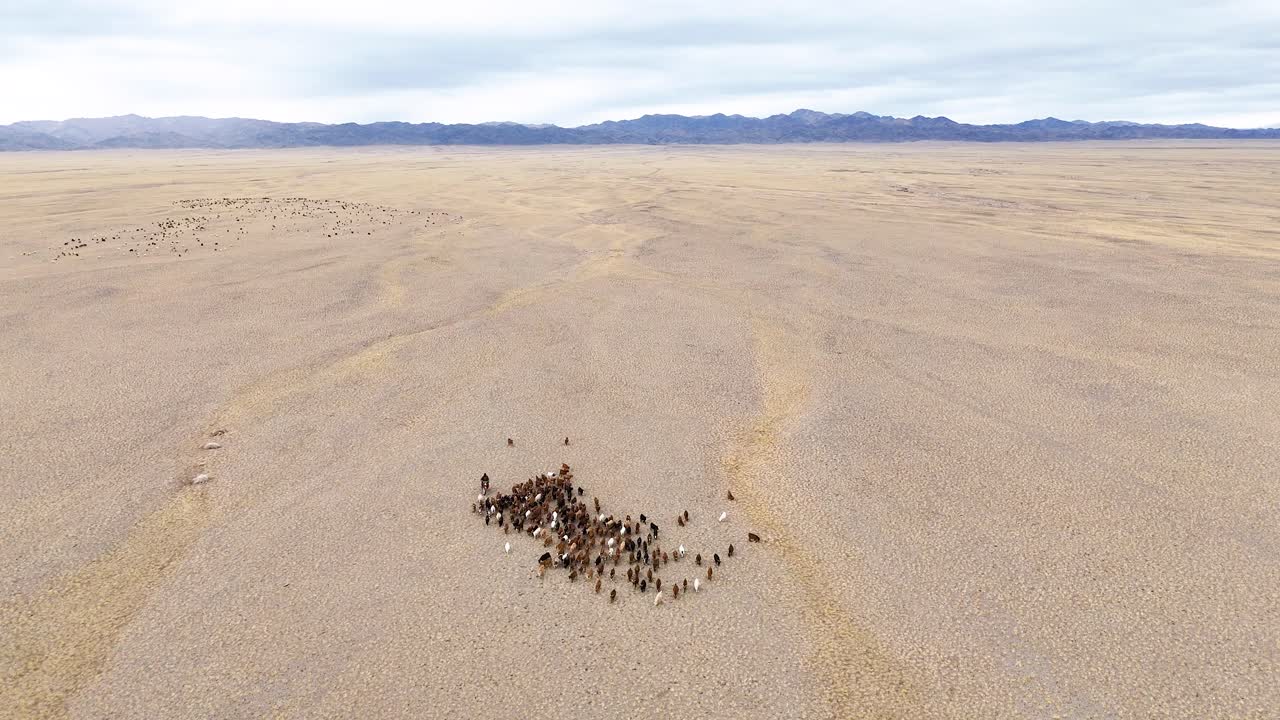 An aerial sliding shot of a group of cattle, goats, and sheep scattered across a vast, remote desert landscape in Mongolia.