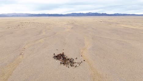 an aerial sliding shot of a group of cattle, goats, and sheep scattered across a vast, remote desert landscape in mongolia.