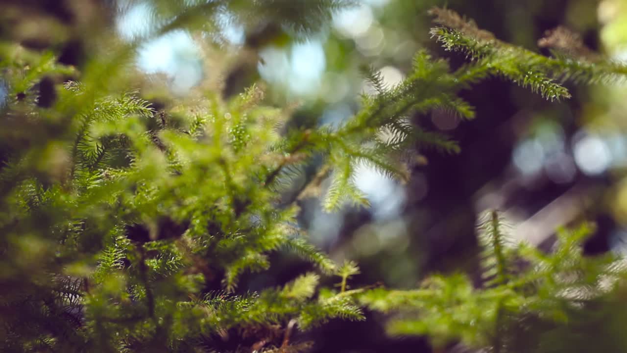 видео травы в тропических тропических лесах борнео с элементами утреннего солнечного света и эффектами размытия или боке.