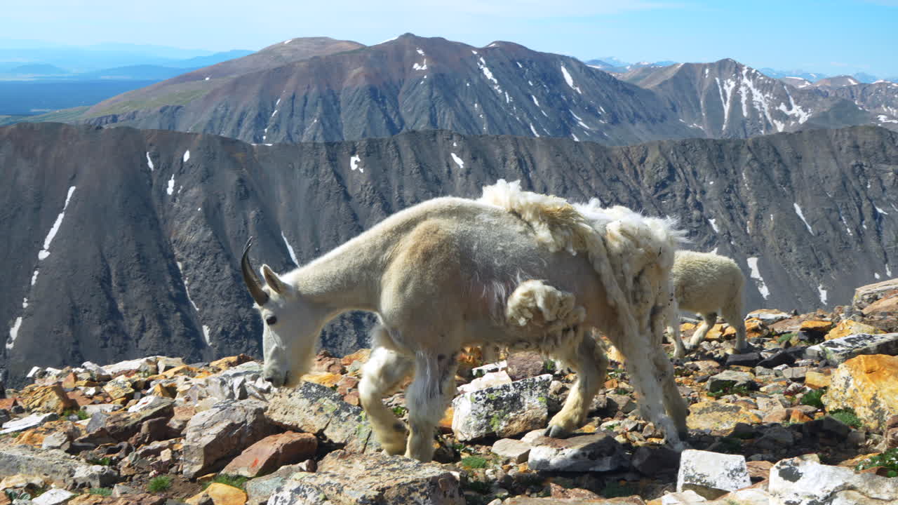 영화적인 사랑스러운 귀여운 아기 산 염소 양 가족이 산 꼭대기 14er 덴버 콜로라도 마운트  ⁇ 다리 그레이 토레이스 브레켄리지 야생 동물 이른 아침 푸른 하늘 록키