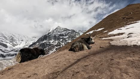 Large-Yak-animal-with-huge-horns-siting-on-a-mountain-chain