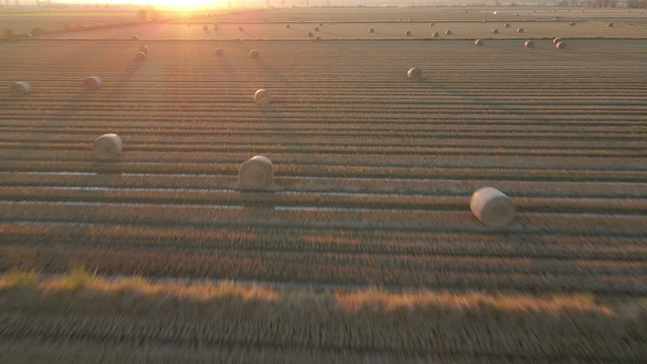 Rice fields after the rice is harvested during sunset. Rice field after cutting paddy. Straw bales left in the field