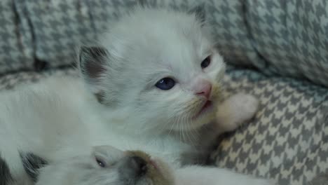 un pequeño gato muñeco de trapo adormecido