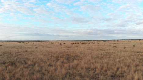 Birdseye-from-some-cows-strolling-arround-in-the-Australia-outback