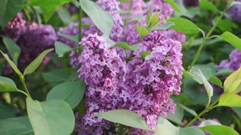 Lila-Púrpura,-Syringa-Vulgaris-Floreciendo