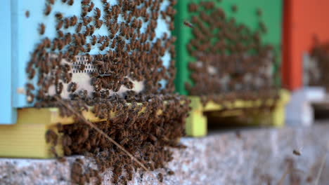 Honeybees-flying-inside-and-outside-of-colorful-beehives-boxes,-rack-focus