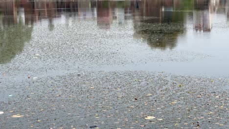 pond filled with vegitation, water surface video