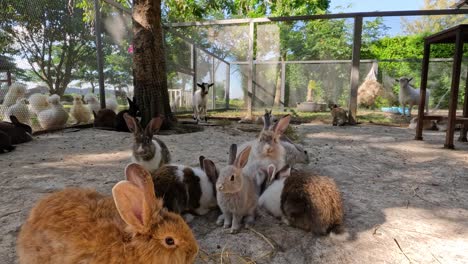 rabbits gather and rest in a sunny farm