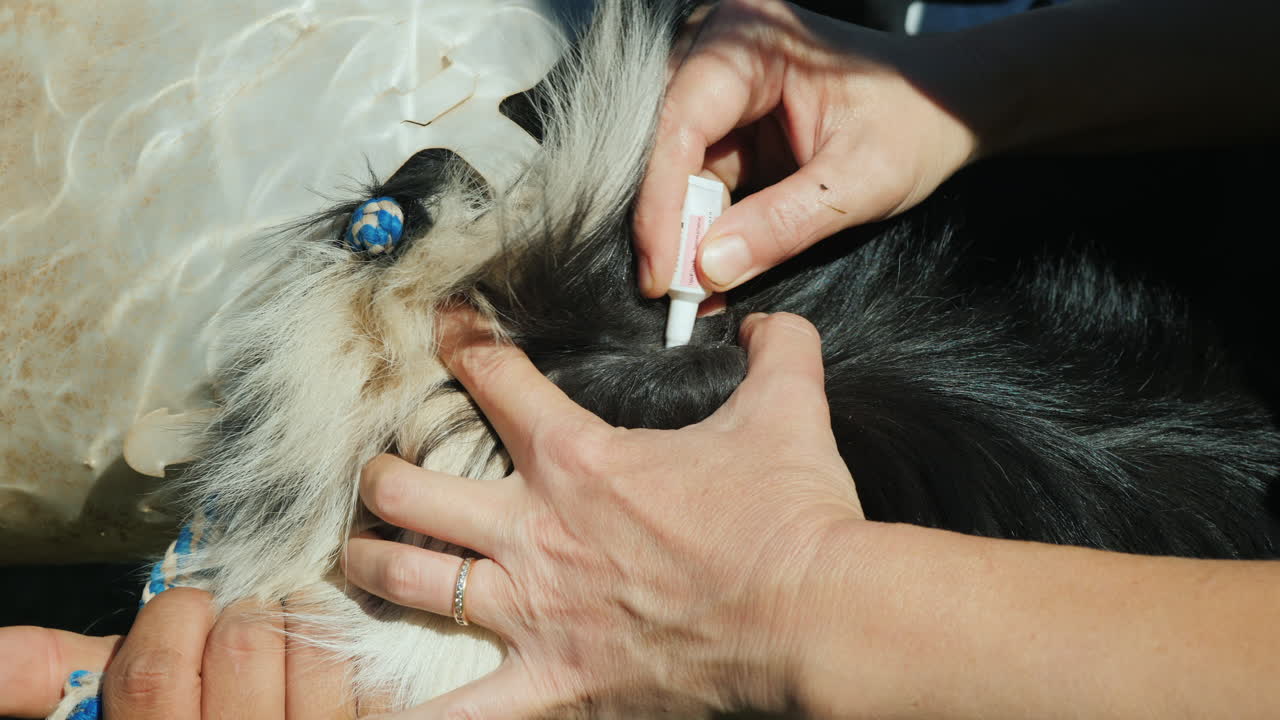 개의 털에 약물을 바르는 것