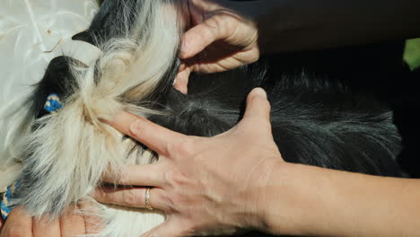 applying medication to a dog's fur