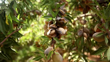 almendras en el árbol listas para la cosecha