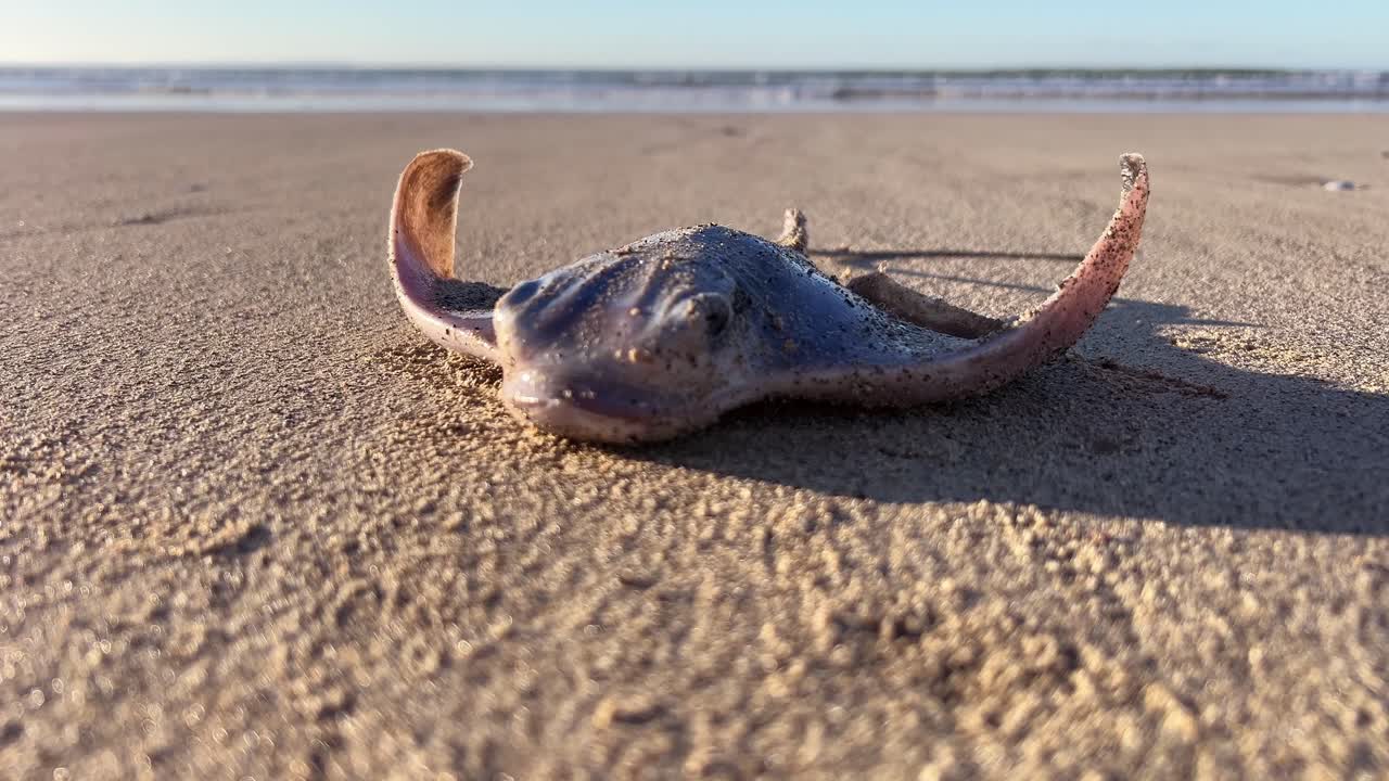 dead stingray is lying on the sand on the beach