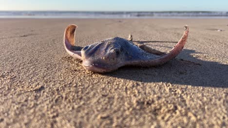 dead stingray is lying on the sand on the beach