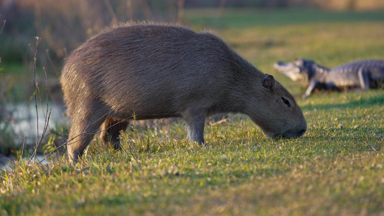 Un capibara si nutre di erba corta mentre un caimano yacare giace sullo sfondo in un prato umido soleggiato, utile per temi di comportamento della fauna selvatica, tensione predatore-preda o natura sudamericana