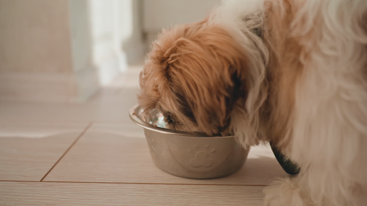 Pet Feeding Scene, Small Canine Delicately Enjoying Meal Indoors, Closeup Of Tiny Dog Being Fed Inside Home Setting, Closeup Of Small Pet As Someone Carefully Arranges Its Food Indoors