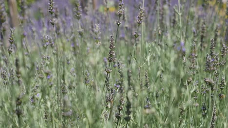 el campo de lavanda