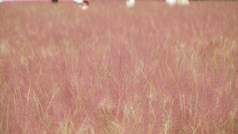 Campos-Muhly-Rosados-Con-Gente-Borrosa-Caminando-En-El-Fondo-En-La-Isla-De-Hierbas