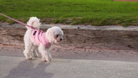 small dog in pink harness walking on beach path