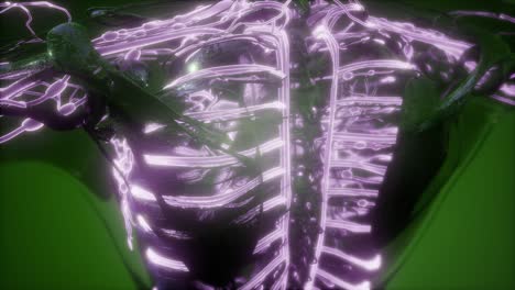 cuerpo humano con vasos sanguíneos brillantes