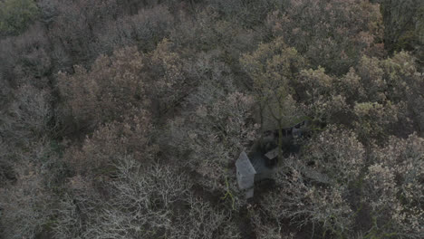 toma de drones de la campiña inglesa bosque y bosque con árboles