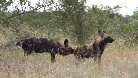 Handheld-shot-of-male-wild-dog-smelling-female-wild-dog-in-wild