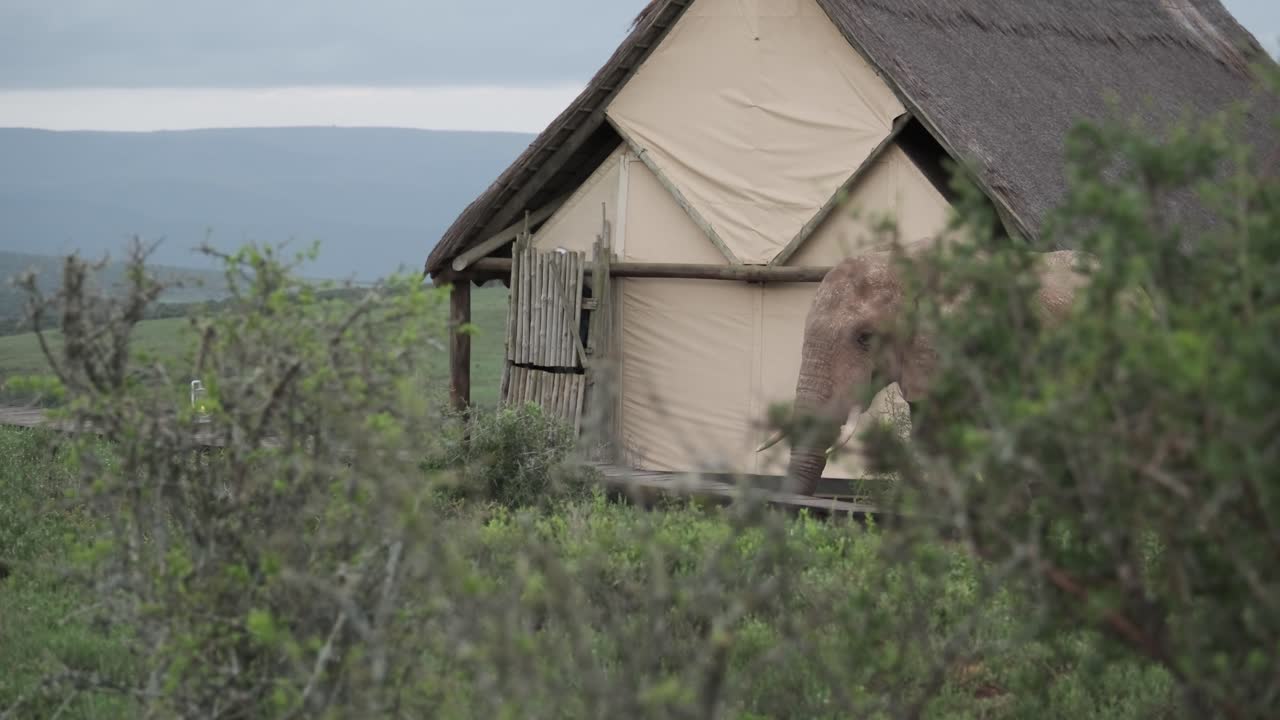 An African elephant stands calmly beside lodge tent. The serene scene blends wilderness and human accommodation, capturing a moment where nature and tourism meet.