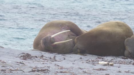 hombre de morsa tendido en la playa de spitsbergen