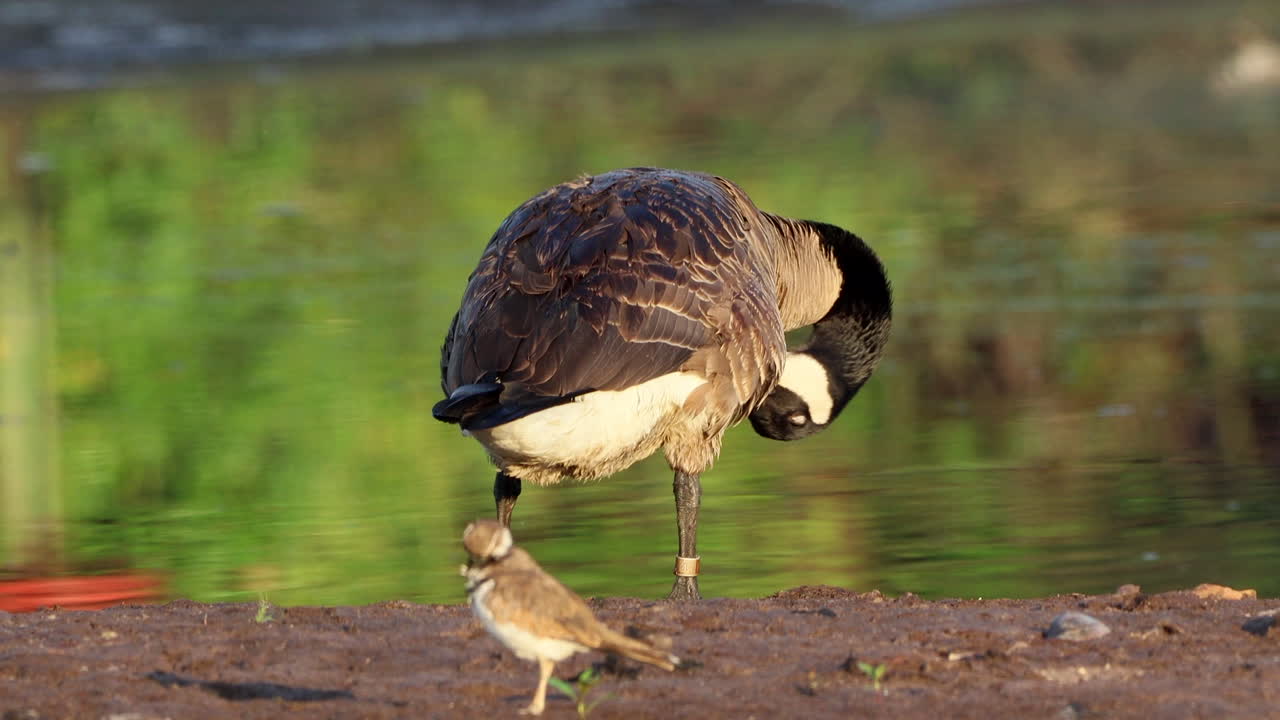 Uccelli che si lisciansi le piume sulla riva di un lago al mattino presto