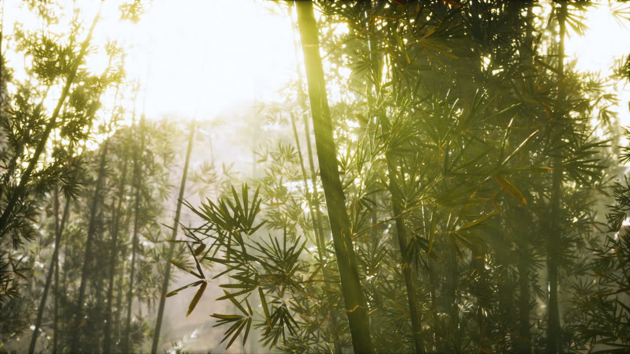 bosque de bambú asiático con la luz del sol de la mañana