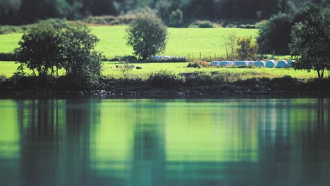 a flock of sheep on the lush green pasture on the shores of loenvatnet lake