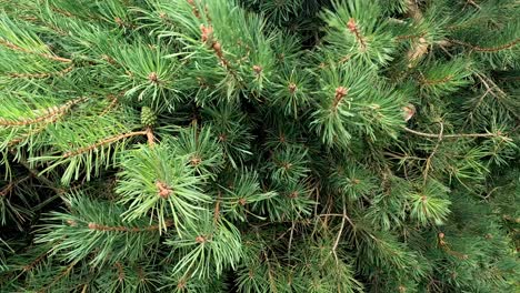 close-up of pine branches moving gently in breeze