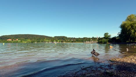 Am-See---Zwei-Blässhühner-Stehen-In-Den-Kleinen-Wellen-Des-Ufers,-Momente-Der-Ruhe,-Schleifbar