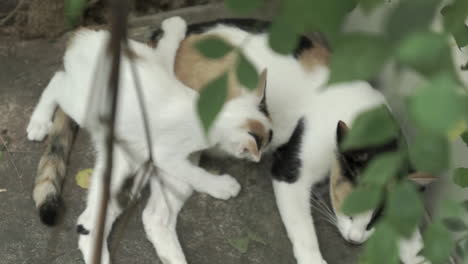 Muñeca-De-Una-Gata-Callejera-Blanca-Alimentando-A-Su-Gatito-Entre-Plantas-Y-Hojas-En-El-Patio-Trasero-De-Una-Casa-Abandonada