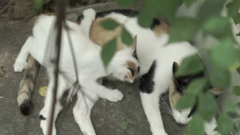 dolly in of a white stray female cat feeding her kitten among plants and leaves at the backyard of an abandoned house