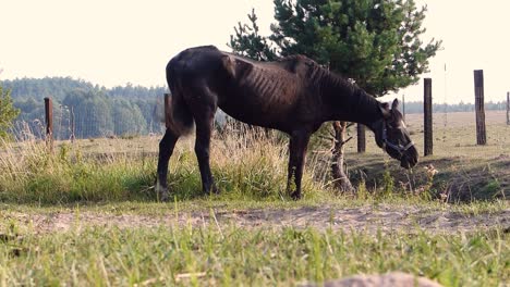 caballo de 31 años, muy viejo y muy flaco comiendo pasto y balanceando la cola