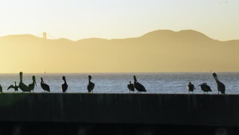 Silhouette-of-Pelicans-on-Pier-at-Sunset