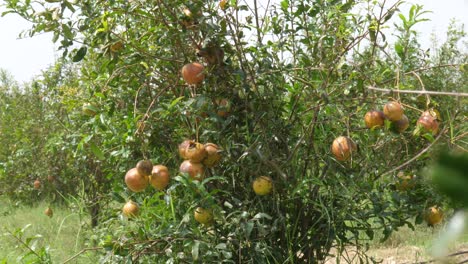 大枣树种植 收获季节